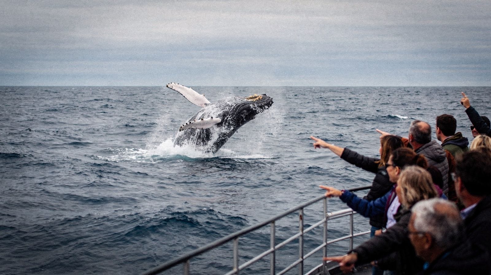 Croisière dans le port ou observation des baleines : que choisir
