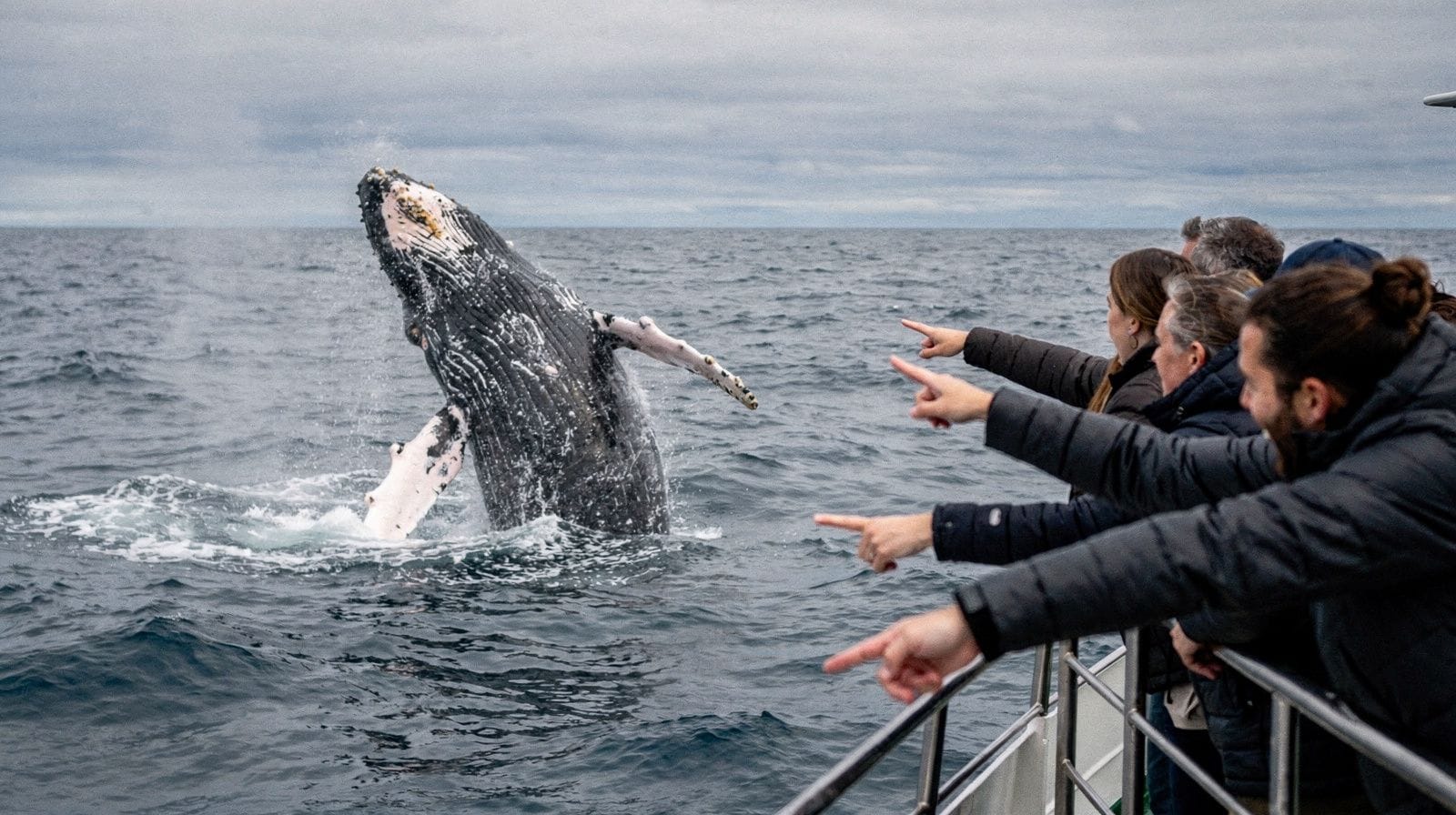 Whale Watching von Boston aus: was die Tour wirklich bedeutet