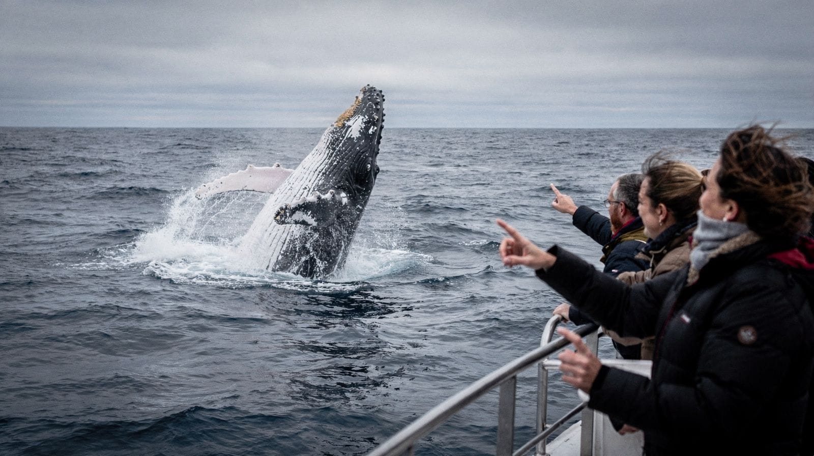 Observation des baleines depuis Boston : la sortie vers Stellwagen Bank